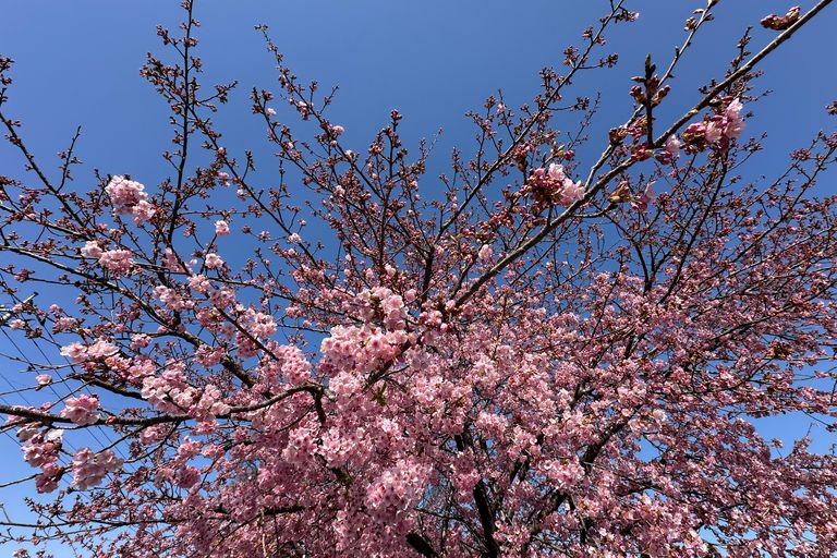 Cherry Blossom Symphony